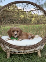 Brock, a male Miniature Goldendoodle for sale in Mayfield, KY – 2 of 8
