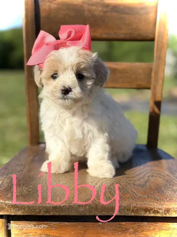 Libby – Maltipoo puppy for sale in Mayfield, KY