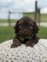 Hank, a male Cavapoo for sale in Mayfield, KY – 8 of 10