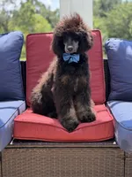 AKC Winston , a male Poodle - Multi-Colored Standard for sale in Mayfield, KY – 10 of 10