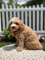 F1 Jackson , a male Cavapoo for sale in Mayfield, KY – 6 of 7