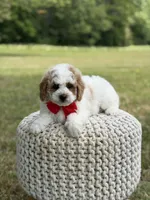 Benson, a male Miniature Goldendoodle for sale in Mayfield, KY – 3 of 10
