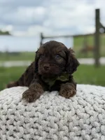 Hank, a male Cavapoo for sale in Mayfield, KY – 6 of 10