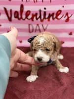 Blue, a male Maltipoo for sale in Mayfield, KY – Photo 1 of 8