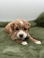 Logan, a male Maltipoo for sale in Mayfield, KY – Photo 4 of 7