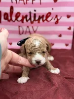 Blue, a male Maltipoo for sale in Mayfield, KY – Photo 5 of 8