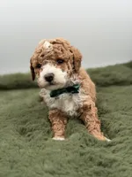 Logan, a male Maltipoo for sale in Mayfield, KY – Photo 5 of 7