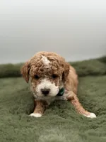 Logan, a male Maltipoo for sale in Mayfield, KY – Photo 2 of 7