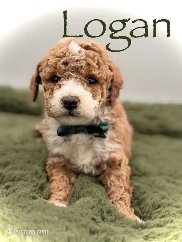 Logan, a male Maltipoo for sale in Mayfield, KY – Photo 1 of 7