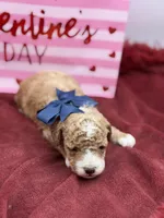 Blue, a male Maltipoo for sale in Mayfield, KY – Photo 6 of 8