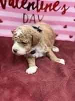 Blue, a male Maltipoo for sale in Mayfield, KY – Photo 8 of 8