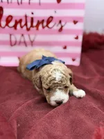 Blue, a male Maltipoo for sale in Mayfield, KY – Photo 2 of 8