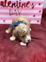 Blue, a male Maltipoo for sale in Mayfield, KY – Photo 3 of 8