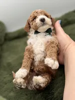 Logan, a male Maltipoo for sale in Mayfield, KY – Photo 7 of 7