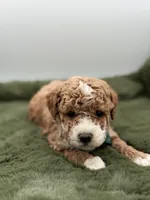 Logan, a male Maltipoo for sale in Mayfield, KY – Photo 6 of 7