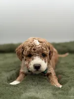 Logan, a male Maltipoo for sale in Mayfield, KY – Photo 3 of 7