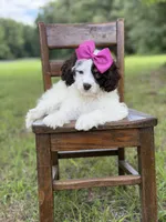 F1 Angel , a female Cavapoo for sale in Mayfield, KY – 8 of 10