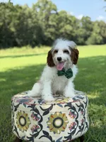 Dawson, a male Cavapoo for sale in Mayfield, KY – 4 of 10