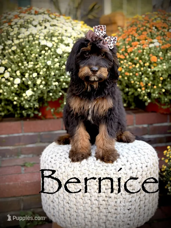 F1B Bernice  – Bernedoodle puppy for sale in Mayfield, KY