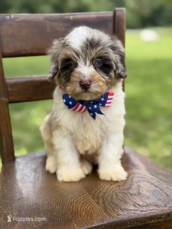 Freedom – Miniature Bernedoodle puppy for sale in Mayfield, KY