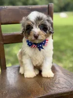 Freedom, a male Miniature Bernedoodle for sale in Mayfield, KY – 1 of 10