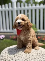 F1 Jackson , a male Cavapoo for sale in Mayfield, KY – 5 of 7