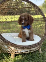 F1 Carter, a male Cavapoo for sale in Mayfield, KY – 6 of 10