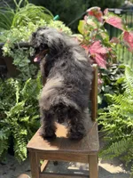 AKC DNA tested Finn, a male Poodle - Miniature  for sale in Mayfield, KY – 5 of 10