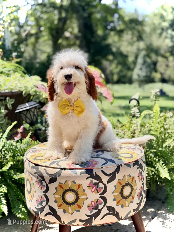 Dash  – Cavapoo puppy for sale in Mayfield, KY