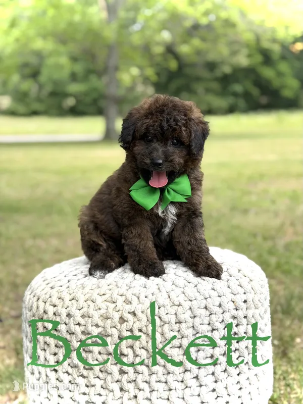 Beckett – Miniature Goldendoodle puppy for sale in Mayfield, KY