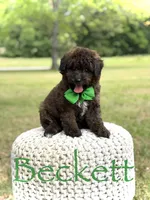 Beckett, a male Miniature Goldendoodle for sale in Mayfield, KY – 1 of 10