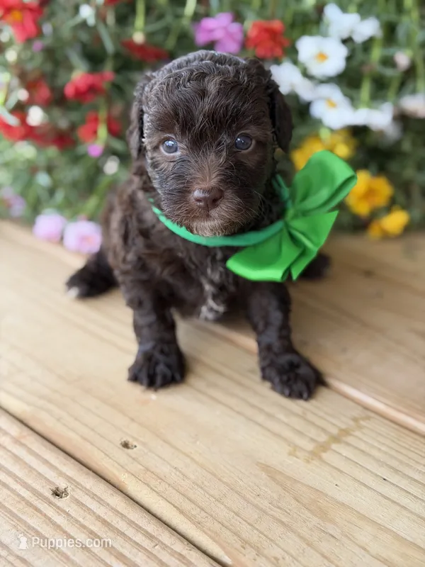 Chocolate M – Havapoo puppy for sale in Mayfield, KY