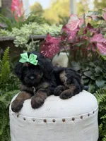 F1B Blair, a female Bernedoodle for sale in Mayfield, KY – 6 of 9