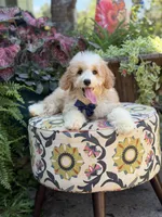 F1B Laken, a male Cavapoo for sale in Mayfield, KY – 8 of 10