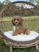 Brock, a male Miniature Goldendoodle for sale in Mayfield, KY – 8 of 8