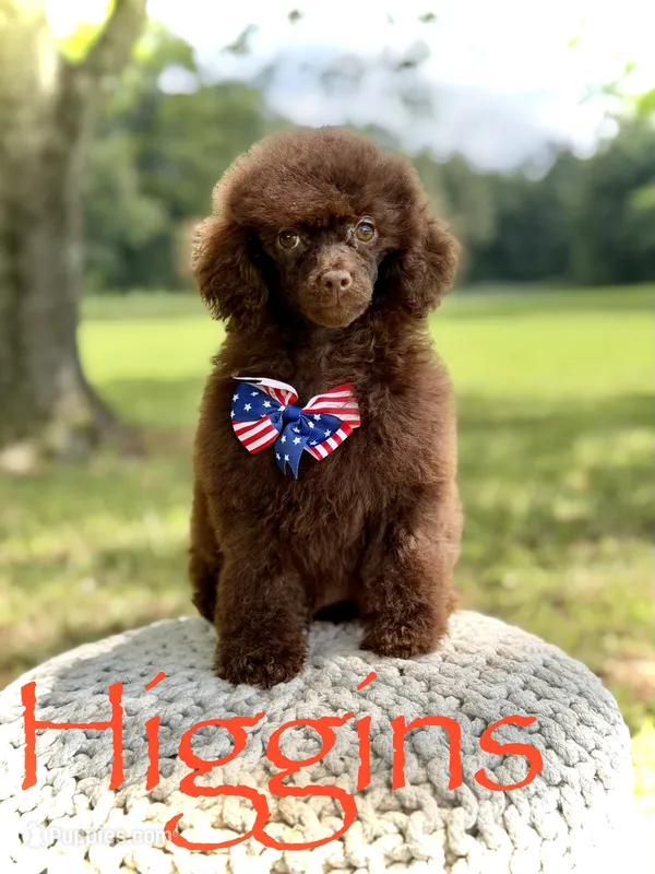 AKC Higgins – Poodle - Miniature  puppy for sale in Mayfield, KY