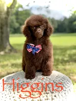 AKC Higgins, a male Poodle - Miniature  for sale in Mayfield, KY – 1 of 10