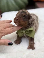 Green bow, a male Miniature Bernedoodle for sale in Mayfield, KY – 3 of 10