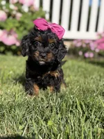 F1 Ashlyn, a female Cavapoo for sale in Mayfield, KY – 7 of 8