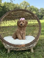 Betsie, a female Miniature Goldendoodle for sale in Mayfield, KY – 4 of 8