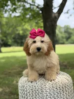 Nelly, a female Miniature Goldendoodle for sale in Mayfield, KY – 7 of 10