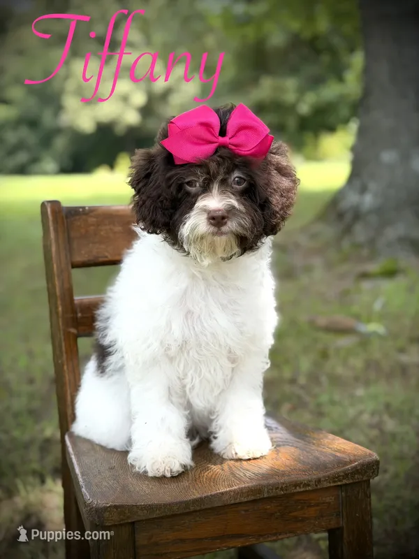 F1B Tiffany – Cavapoo puppy for sale in Mayfield, KY