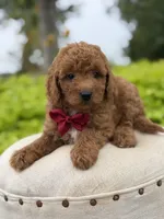 Parker , a male Miniature Goldendoodle for sale in Mayfield, KY – 6 of 10