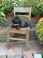 Teddy, a male Shihpoo for sale in Mayfield, KY – 5 of 10