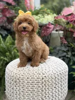 Patty, a female Miniature Goldendoodle for sale in Mayfield, KY – 3 of 10