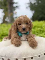 Phoenix, a male Miniature Goldendoodle for sale in Mayfield, KY – 5 of 7