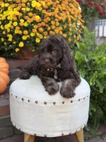 Charlie, a male Cockapoo for sale in Mayfield, KY – 5 of 10