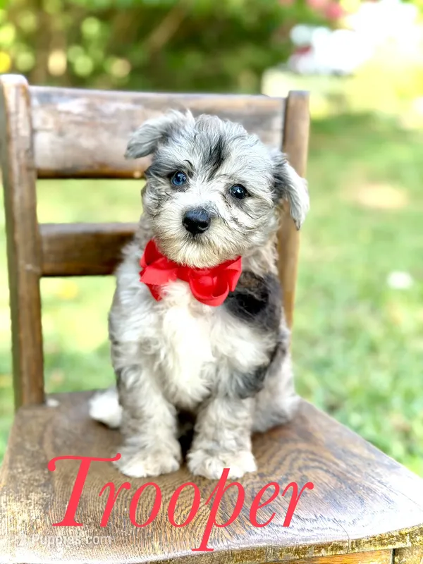 F1B Trooper – Maltipoo puppy for sale in Mayfield, KY