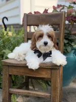 F1B Colton, a male Cavapoo for sale in Mayfield, KY – 10 of 10