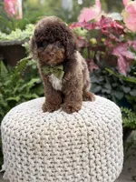 Apollo, a male Cavapoo for sale in Mayfield, KY – 2 of 10